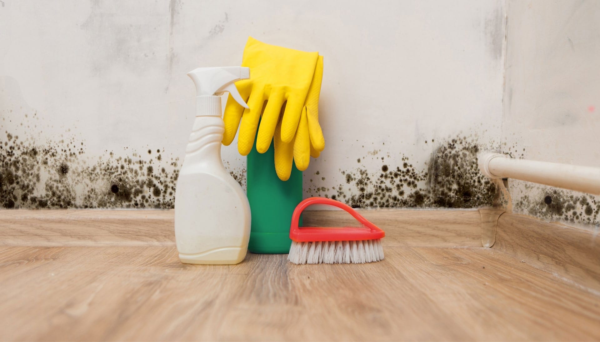 Know About Mold Removal In Baton Rouge