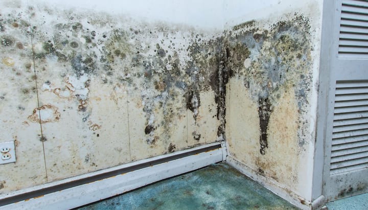 Mold Damage Odor Control Services in Baton Rouge